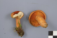 Lactarius deterrimus image